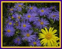 Purple & Gold in Nature